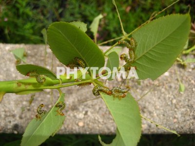 Arge ochropus 